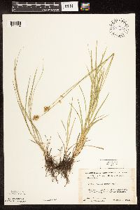 Carex brevior image
