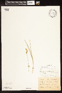 Carex brevior image