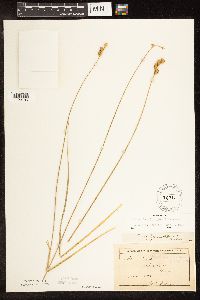 Carex brevior image