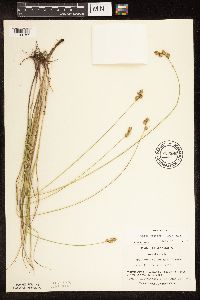 Carex brevior image