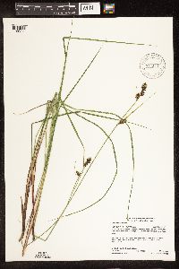 Carex buxbaumii image