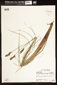 Carex buxbaumii image