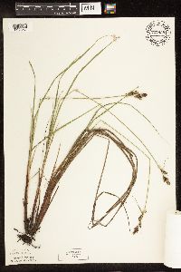 Carex buxbaumii image