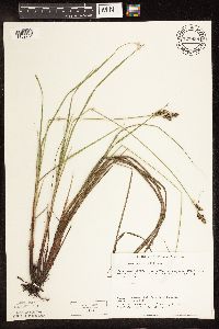 Carex buxbaumii image