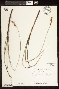 Carex buxbaumii image