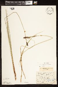 Carex buxbaumii image