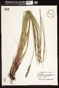 Carex buxbaumii image