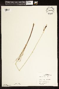 Carex buxbaumii image