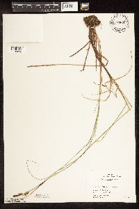Carex buxbaumii image