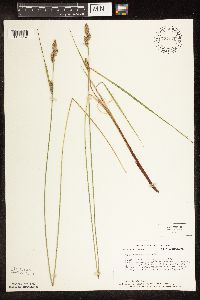 Carex buxbaumii image