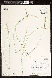 Carex buxbaumii image