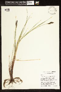 Carex buxbaumii image