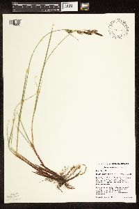 Carex buxbaumii image