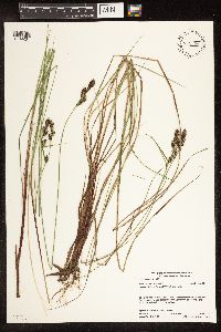 Carex buxbaumii image