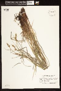 Carex buxbaumii image