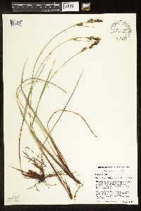 Carex buxbaumii image