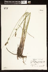 Carex buxbaumii image