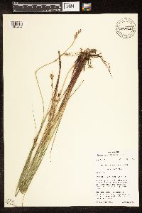 Carex buxbaumii image