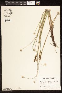Carex buxbaumii image