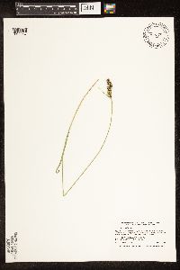 Carex buxbaumii image