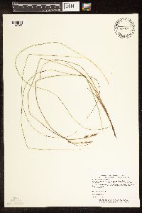 Carex buxbaumii image