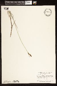 Carex buxbaumii image