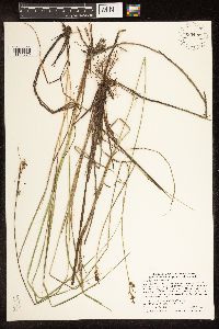 Carex buxbaumii image