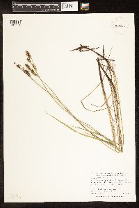 Carex buxbaumii image