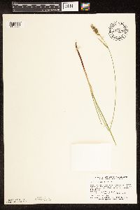 Carex buxbaumii image