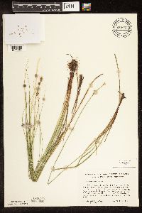 Carex buxbaumii image