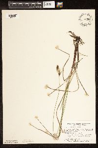 Carex buxbaumii image