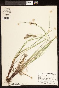 Carex buxbaumii image