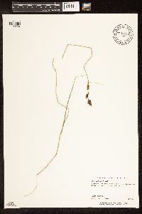Carex buxbaumii image