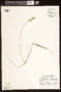 Carex buxbaumii image