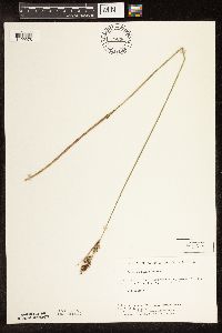 Carex buxbaumii image