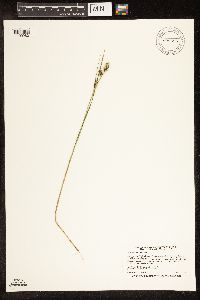 Carex buxbaumii image