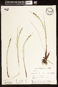 Carex buxbaumii image