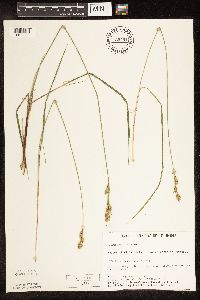 Carex buxbaumii image