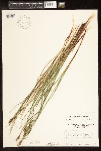Carex buxbaumii image
