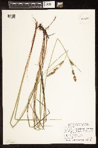 Carex buxbaumii image