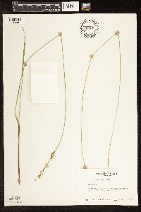 Carex buxbaumii image