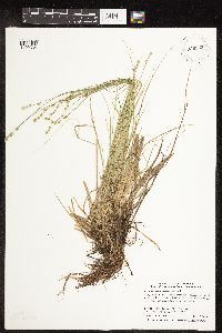 Carex canescens subsp. canescens image