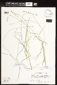 Carex canescens subsp. canescens image