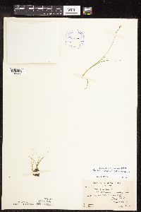 Carex canescens subsp. canescens image