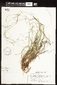 Carex capillaris image