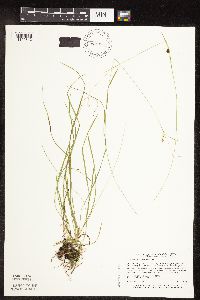 Carex capillaris image