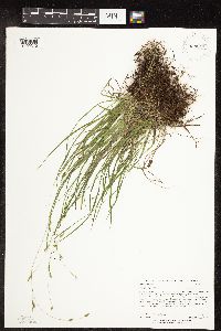 Carex capillaris image