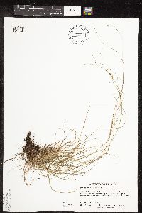Carex capillaris image