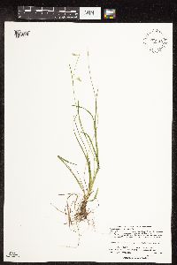 Carex capillaris image
