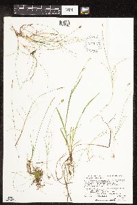 Carex capillaris image